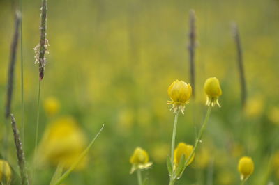 Close-up of yellow flowering plant on field