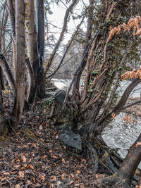 Trees in forest