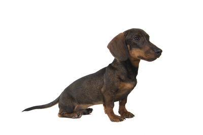 Dog looking away against white background