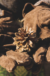 Close-up of flower