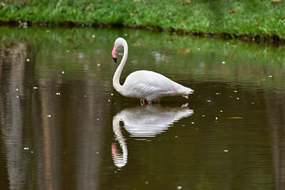 Swan on a lake