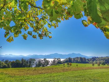 Scenic view of agricultural field against sky