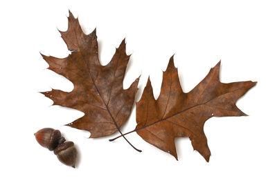 Close-up of maple leaves against white background