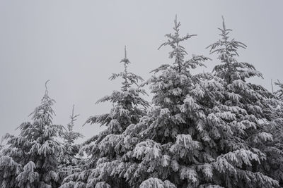 Low angle view of trees against clear sky