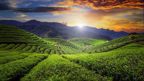 Scenic view of field against sky during sunset