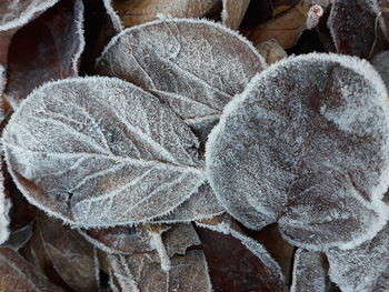 Close-up of dried leaves