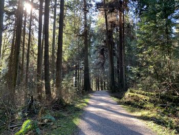 Road amidst trees in forest