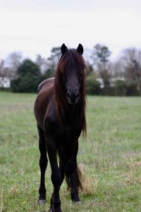 Horse standing in a field