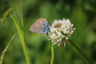 Close-up of butterfly pollinating on flower