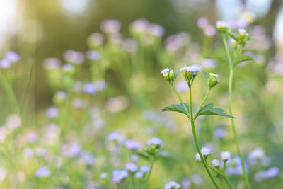 Cluster of light purple flowers or grass flower close up with nature blur background.