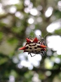 Close-up of insect on red flower