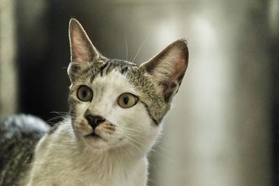 Close-up portrait of a cat