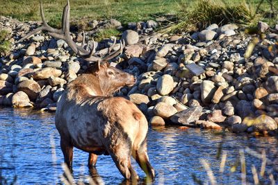 Sheep standing on rock by lake