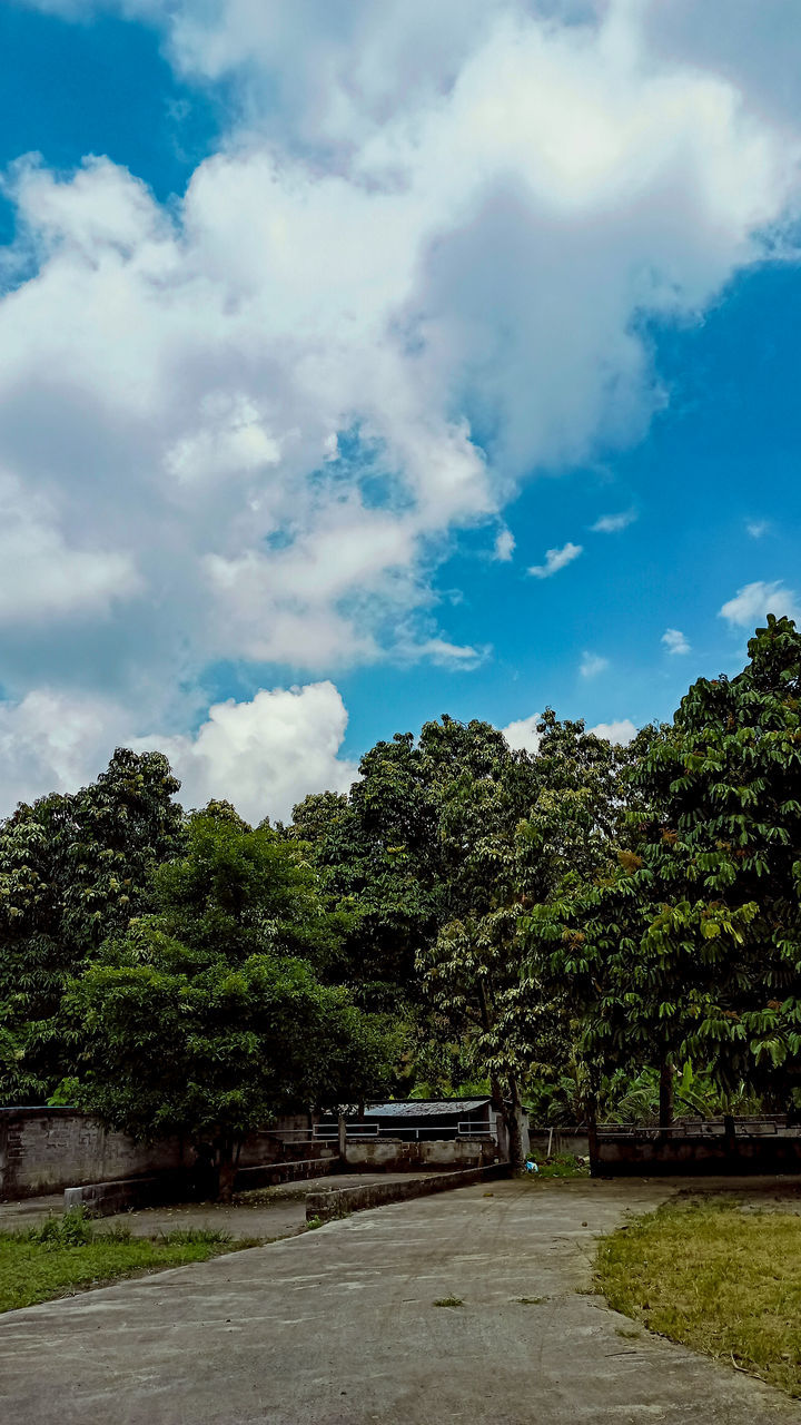 TREES AND PLANTS ON LAND AGAINST SKY