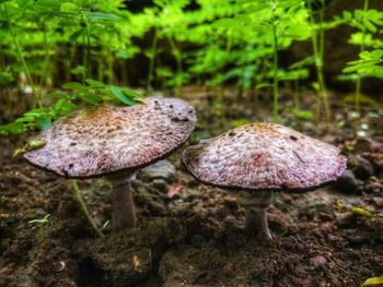 Close-up of mushroom growing on field