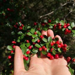 Cropped hand hanging berries on plant