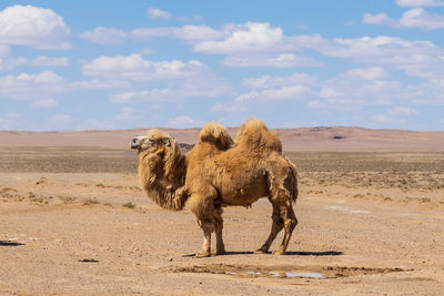 View of a horse on desert