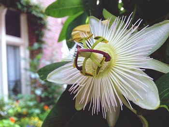 Close-up of flowers blooming outdoors