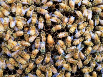 Italian honey bee queen and workers in beehive on honeycomb laying eggs and attending the queen