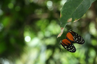 Close-up of butterfly on leaf