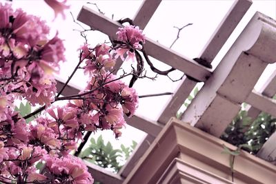 Low angle view of pink flowering tree against building