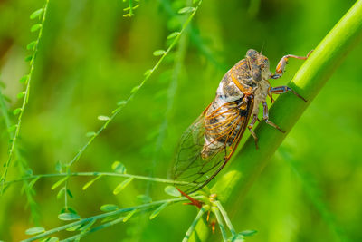 Close-up of insect on leaf