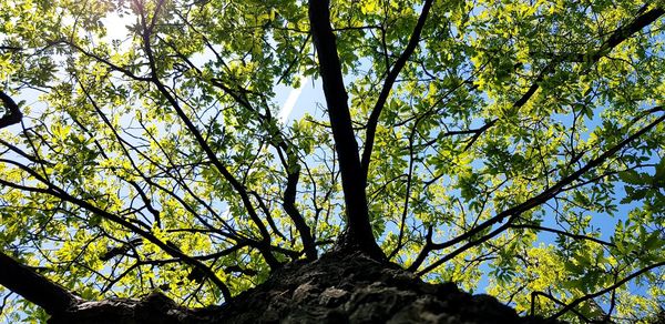 Low angle view of tree against sky