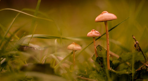 Close-up of mushrooms growing outdoors