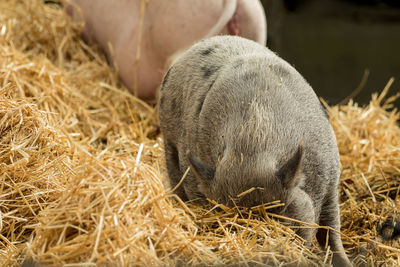 Close-up of animal sleeping on hay