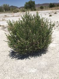 High angle view of cactus growing on field