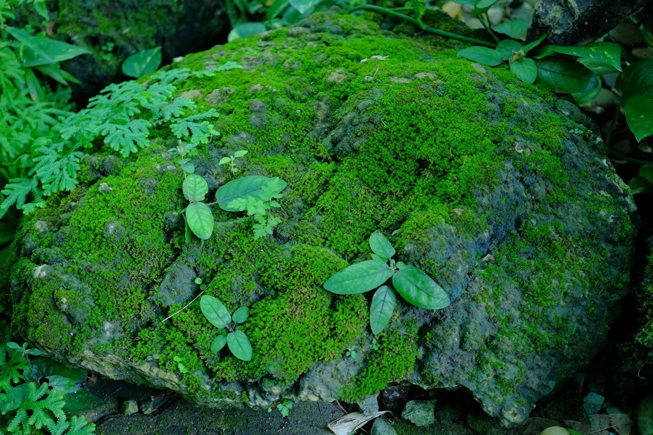 HIGH ANGLE VIEW OF MOSS GROWING ON ROCKS