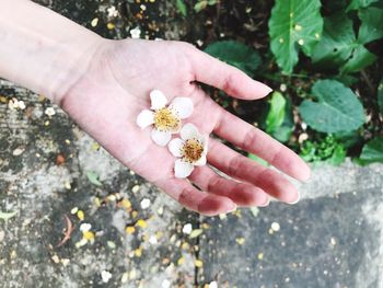 Close-up of hand holding flower