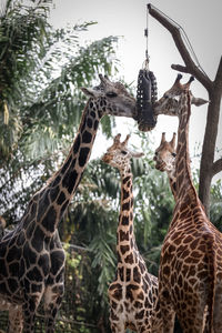 Giraffes on tree