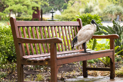 Bird in a park