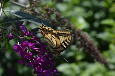 Close-up of butterfly pollinating on pink flower