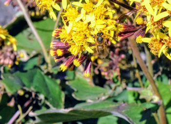 Close-up of bee on yellow flower