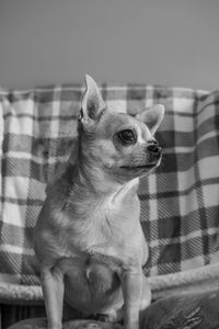 animal themes