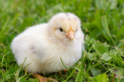 Close-up of a bird on field