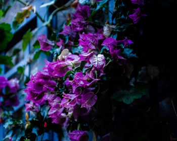 Close-up of purple flowers