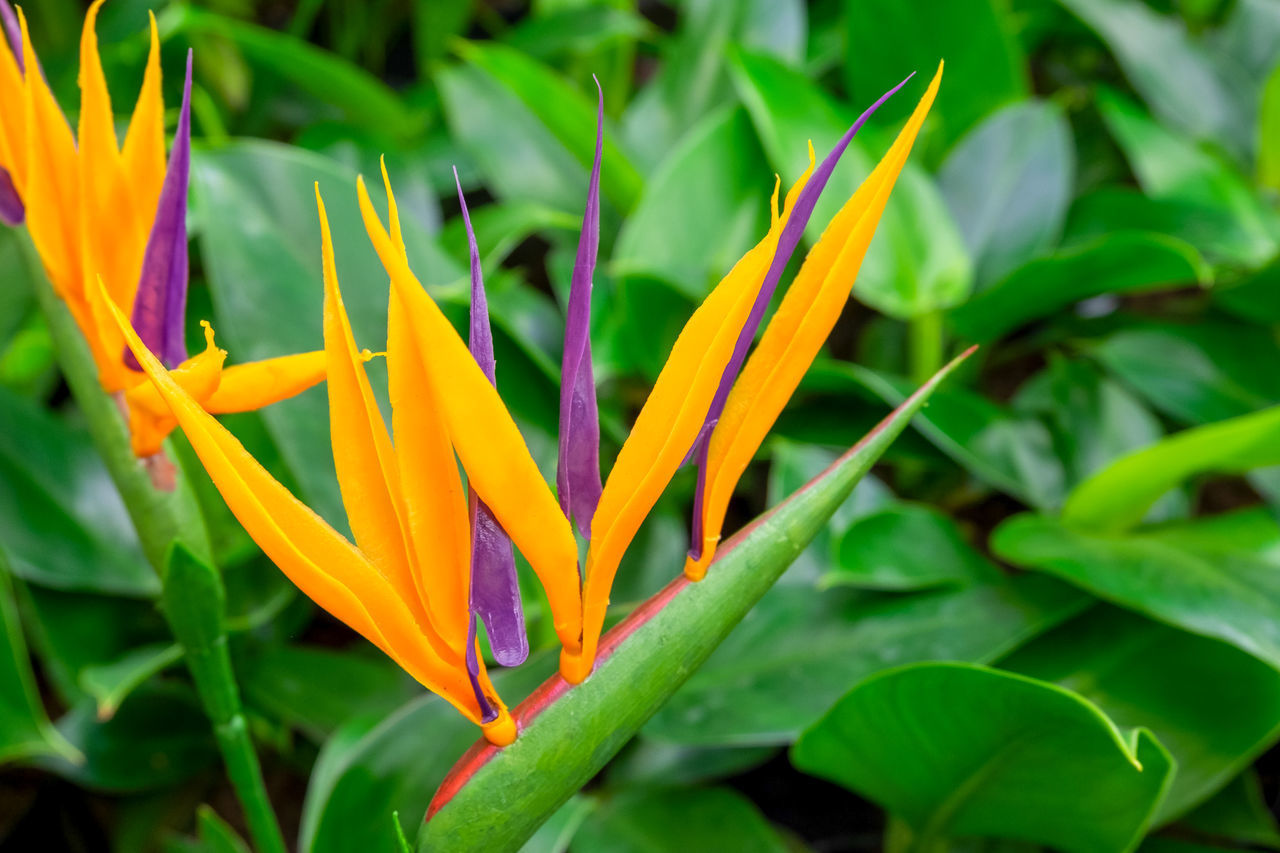 CLOSE-UP OF MULTI COLORED FLOWERING PLANT ON LEAF