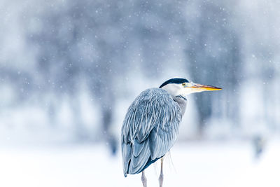 Heron bird perching on a snow