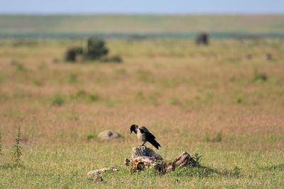 Crow sitting on a stump in the grasslands