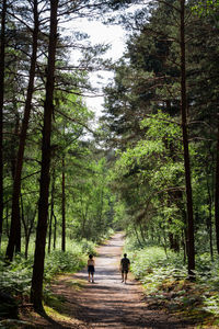 Rear view of people walking on footpath in forest