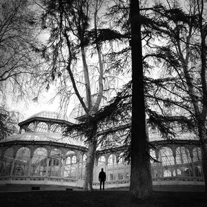 Bare trees in park