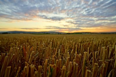 View of wheat field against cloudy sky