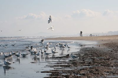 Birds at shore of beach