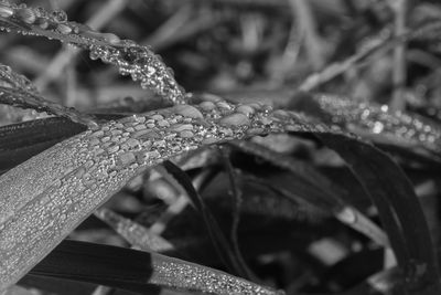 Close-up of raindrops on leaves