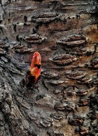 Close-up of crab on tree trunk