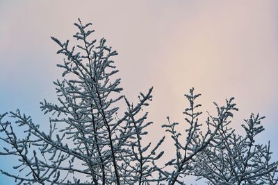 Low angle view of bare tree against clear sky