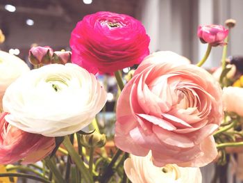 Close-up of pink rose